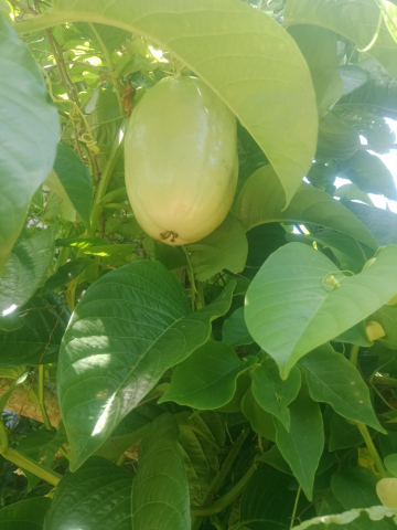 Dưa gang tây